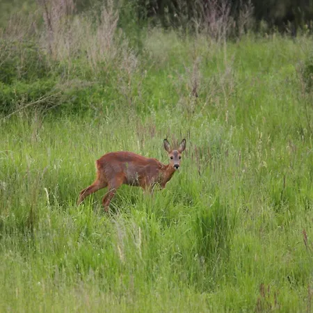 بيت للعطل Haus Am Gardersee Mit Garten *