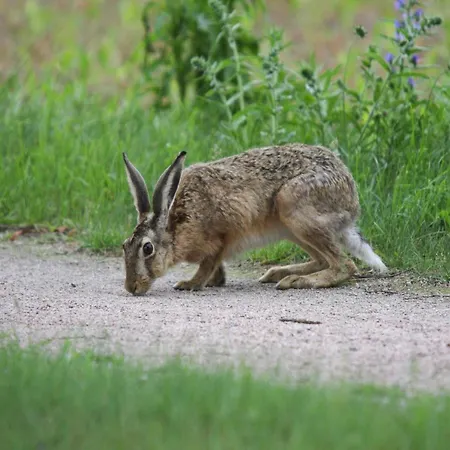 Haus Am Gardersee Mit Garten بيت للعطل *